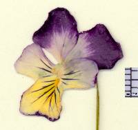 Viola tricolor image