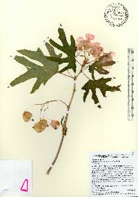 Image of Begonia aconitifolia