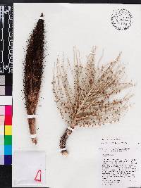 Bactris plumeriana image