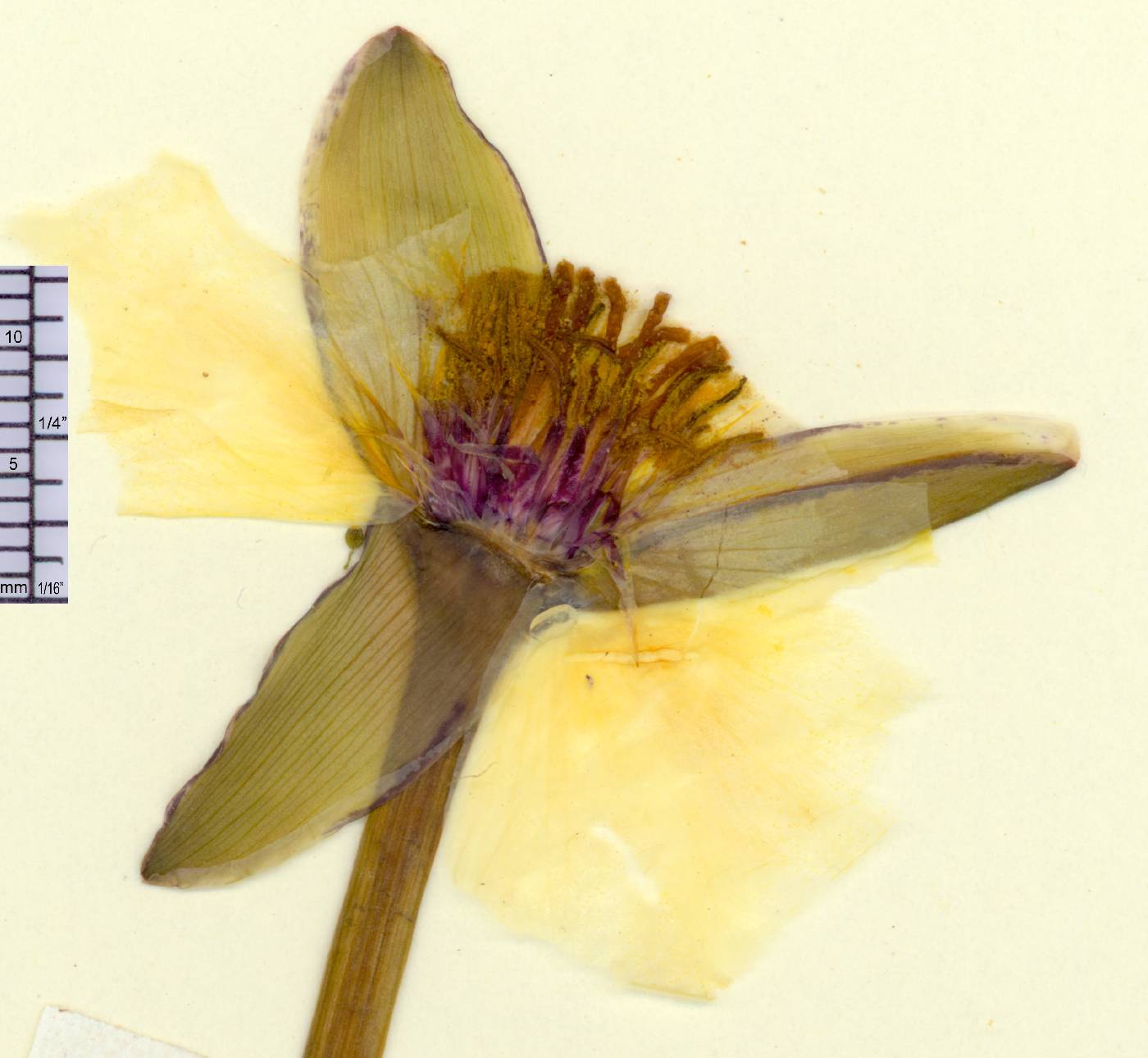 Hydrocleys nymphoides image