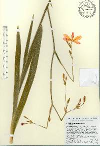 Iris domestica image