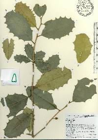 Ilex opaca var. opaca image