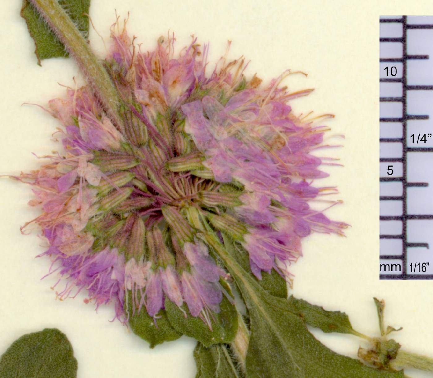 Mentha pulegium image