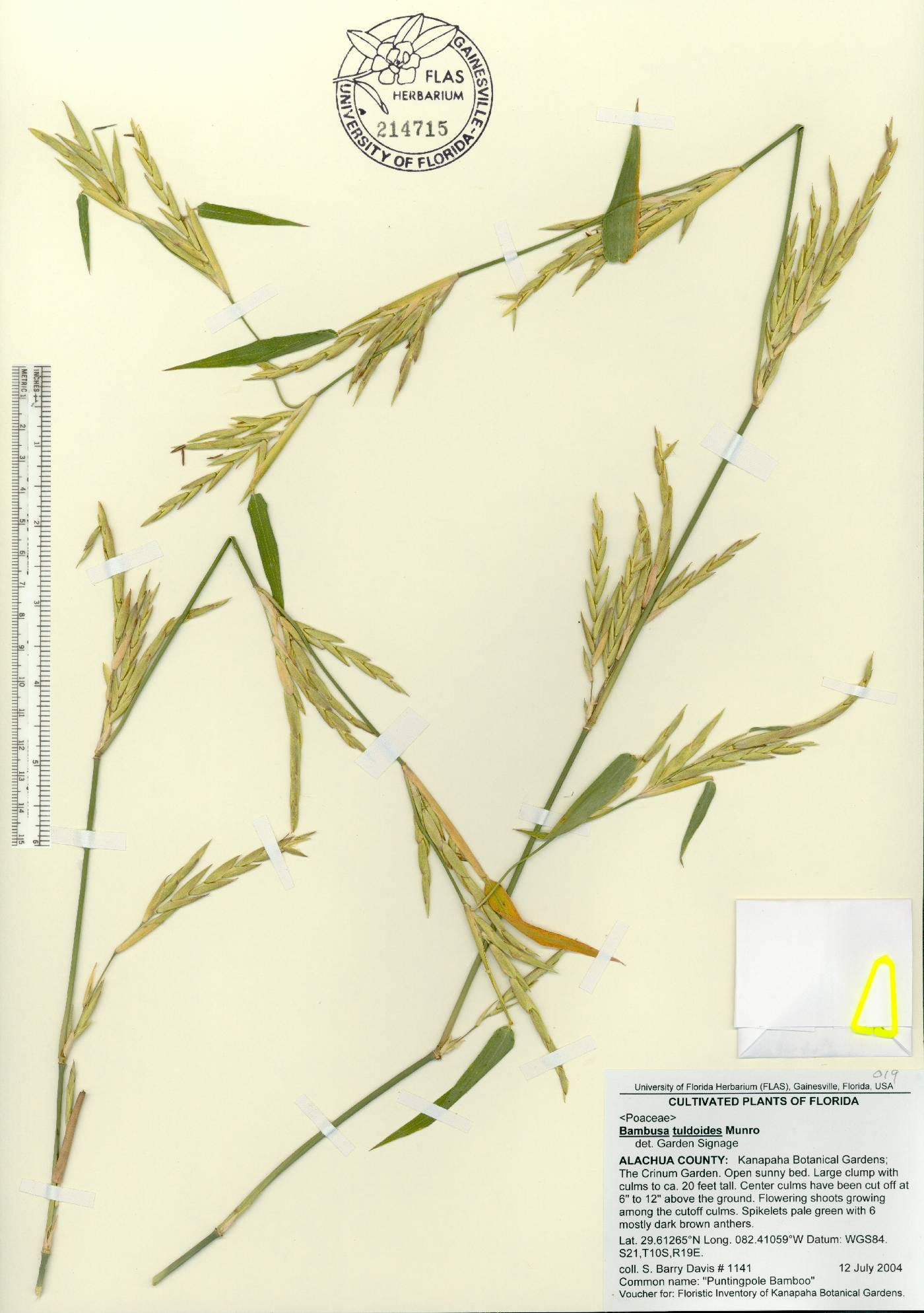 Bambusa tuldoides image