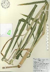 Echinochloa walteri image