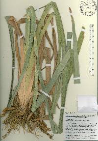 Rhynchospora corniculata image