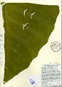 Xanthosoma undipes image