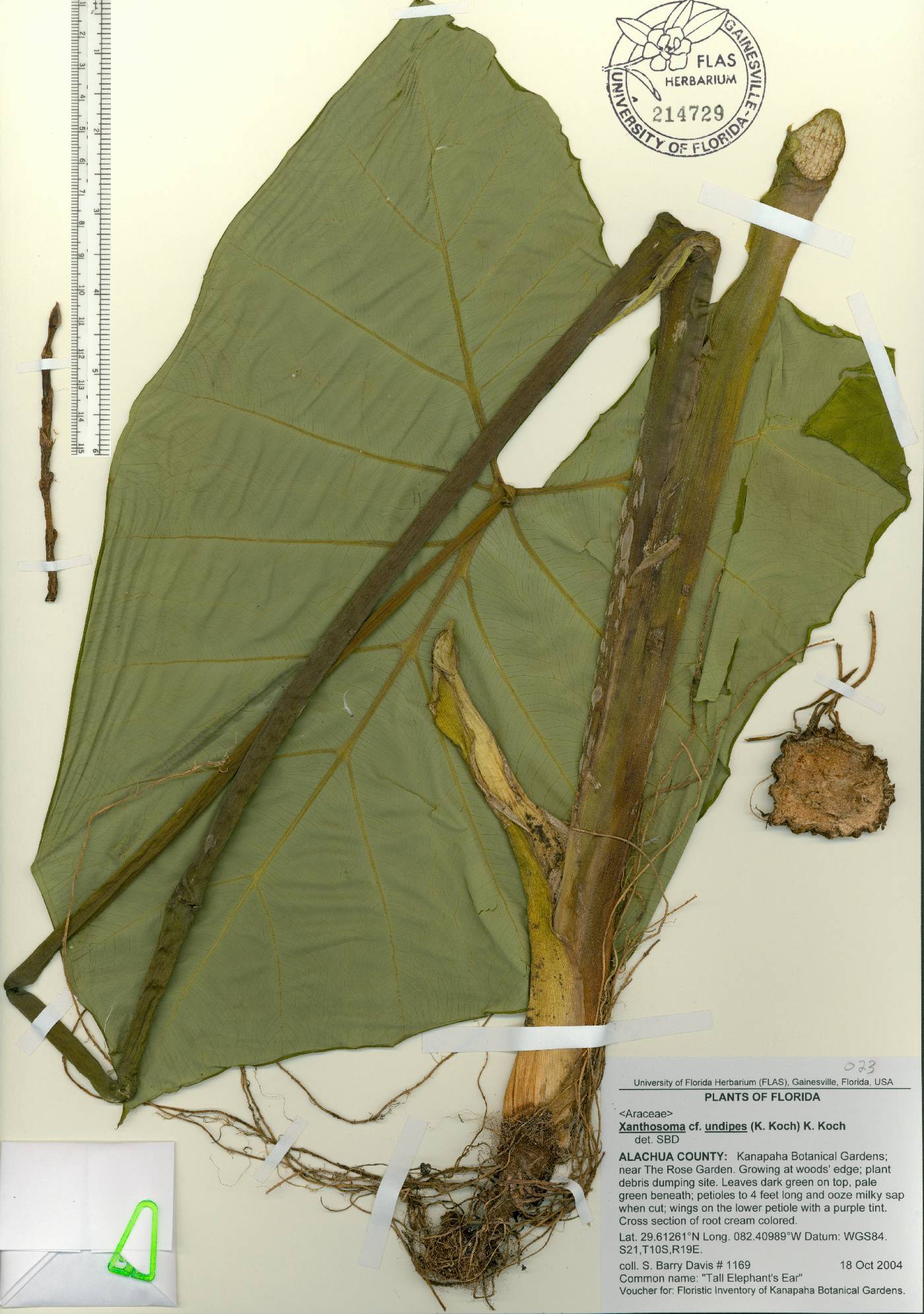 Xanthosoma undipes image