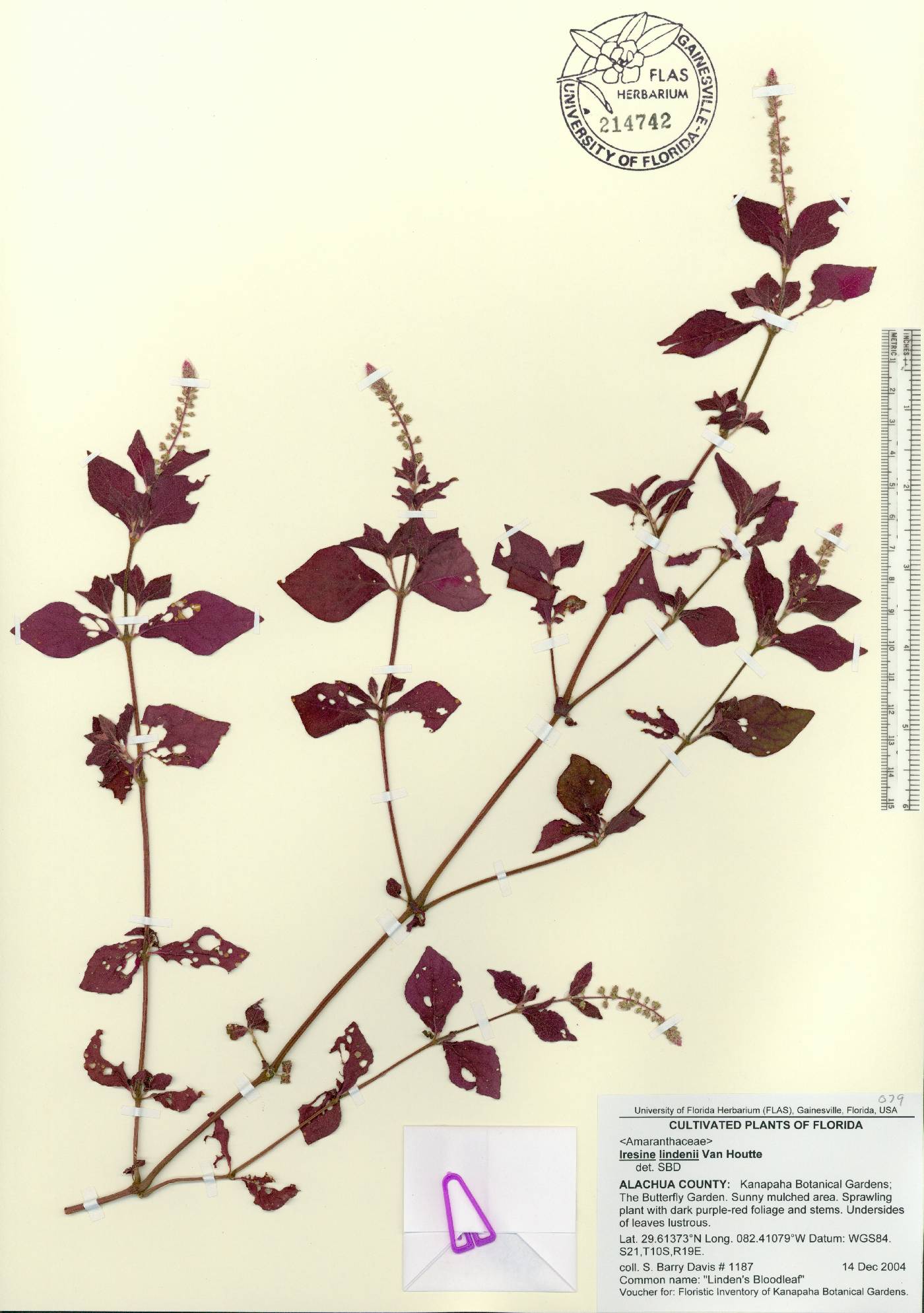 Iresine lindenii image