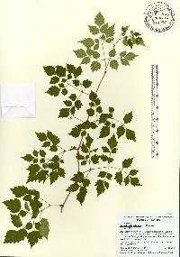 Nekemias arborea image