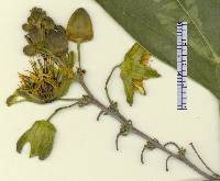 Passiflora coriacea image