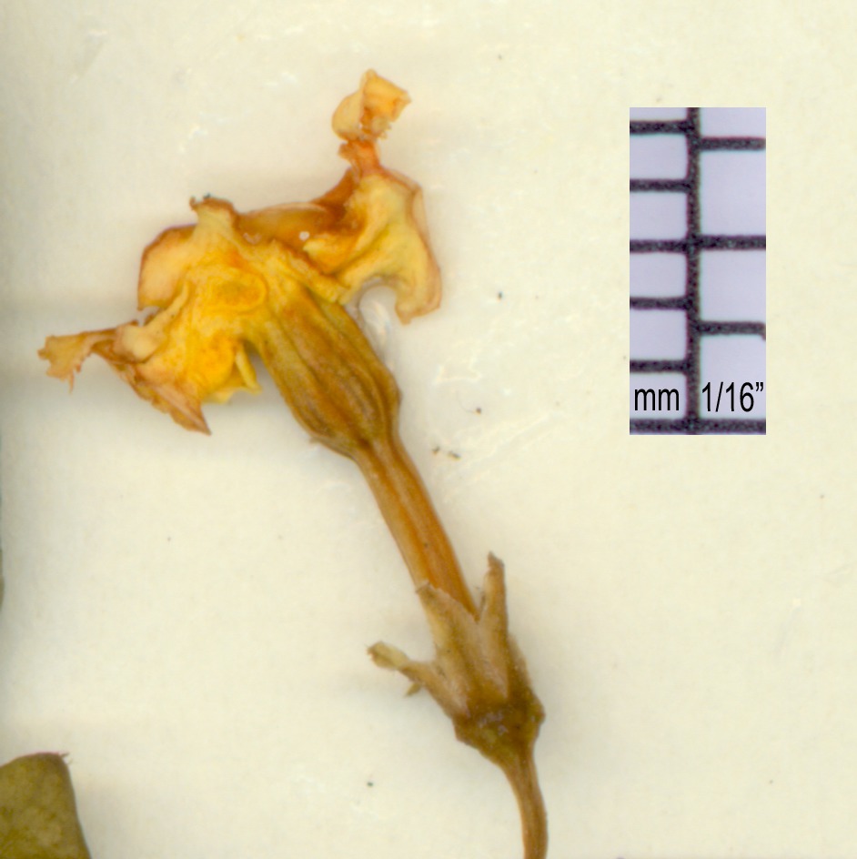 Trachelospermum asiaticum image