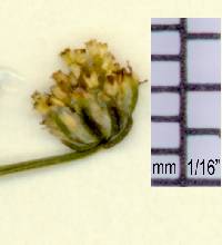 Artemisia annua image