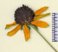 Rudbeckia triloba image