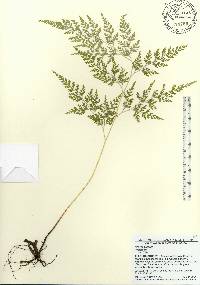 Onychium japonicum image