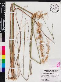 Sorghastrum secundum image