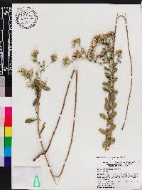 Sericocarpus tortifolius image