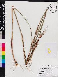 Andropogon floridanus image