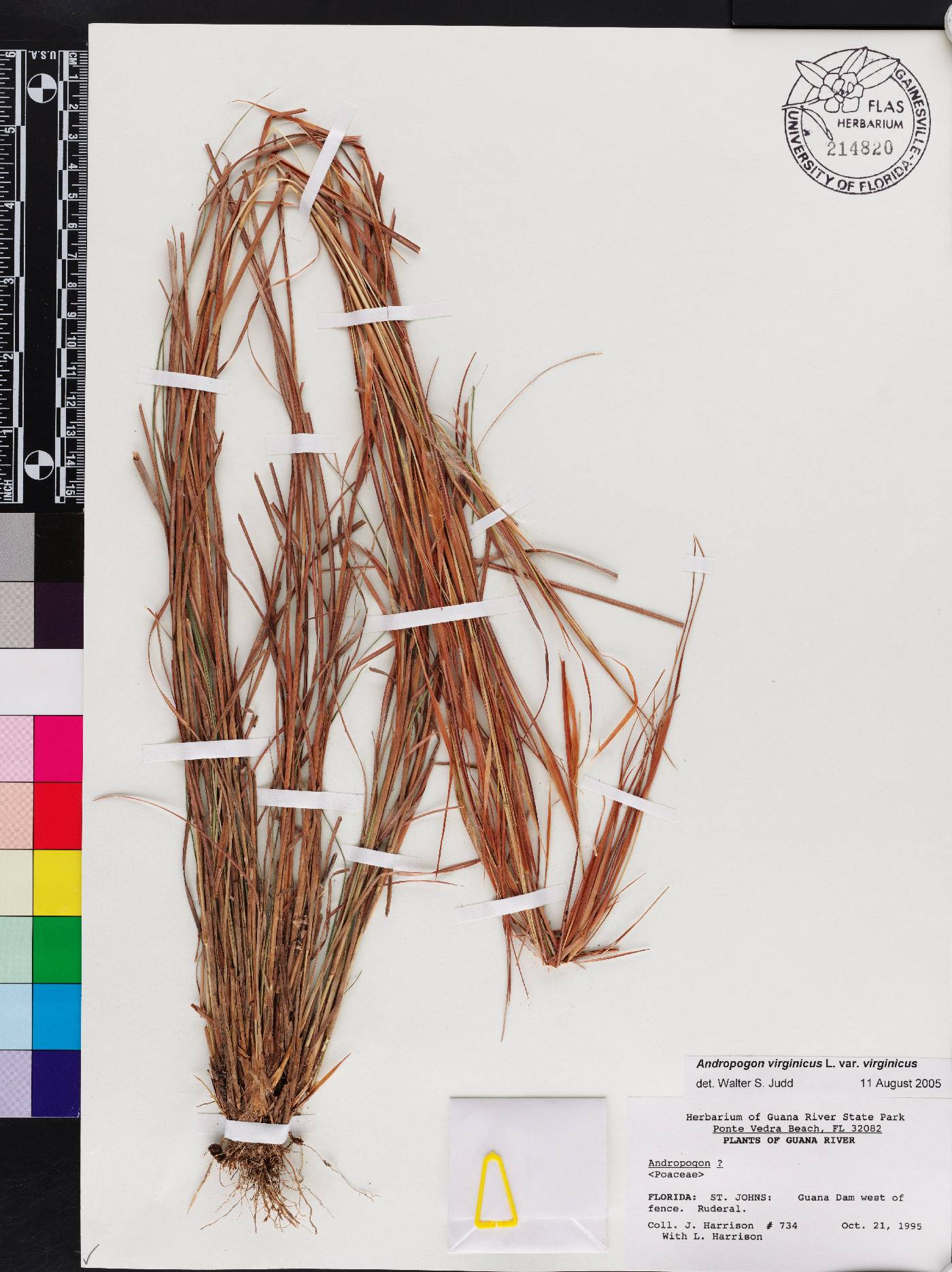 Andropogon virginicus var. virginicus image