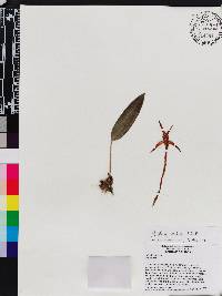 Image of Maxillaria neophylla