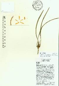 Maxillaria curvicolumna image
