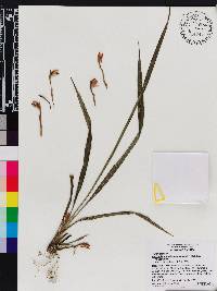 Maxillaria angustissima image