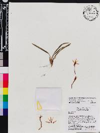 Image of Maxillaria breviscapa