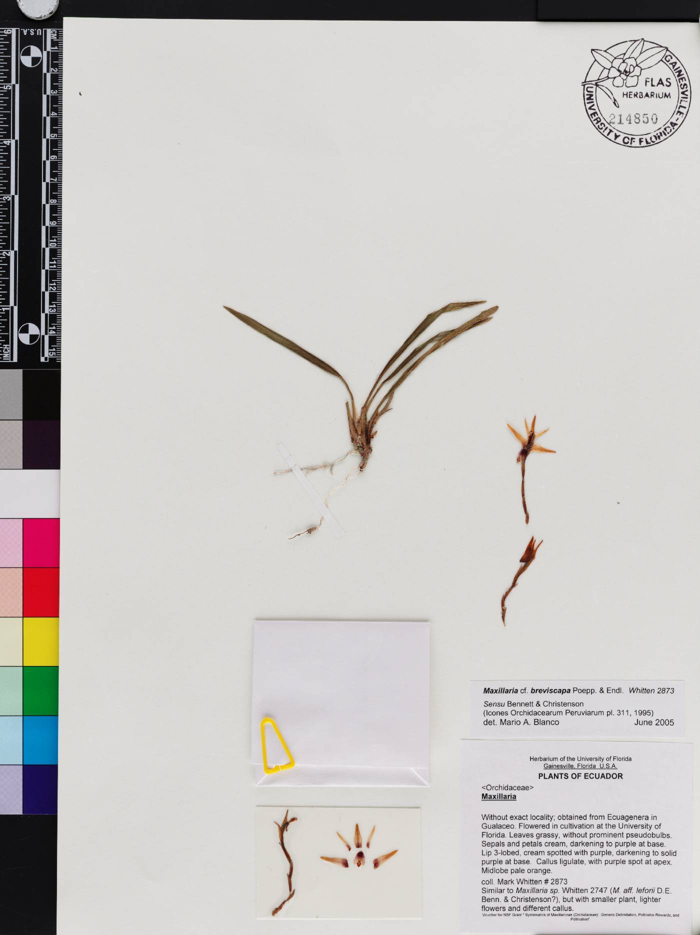 Maxillaria breviscapa image