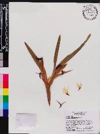 Maxillaria ctenostachys image