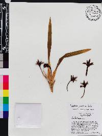 Image of Maxillaria houtteana