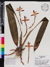 Image of Maxillaria grayi