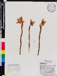 Image of Maxillaria huebschii