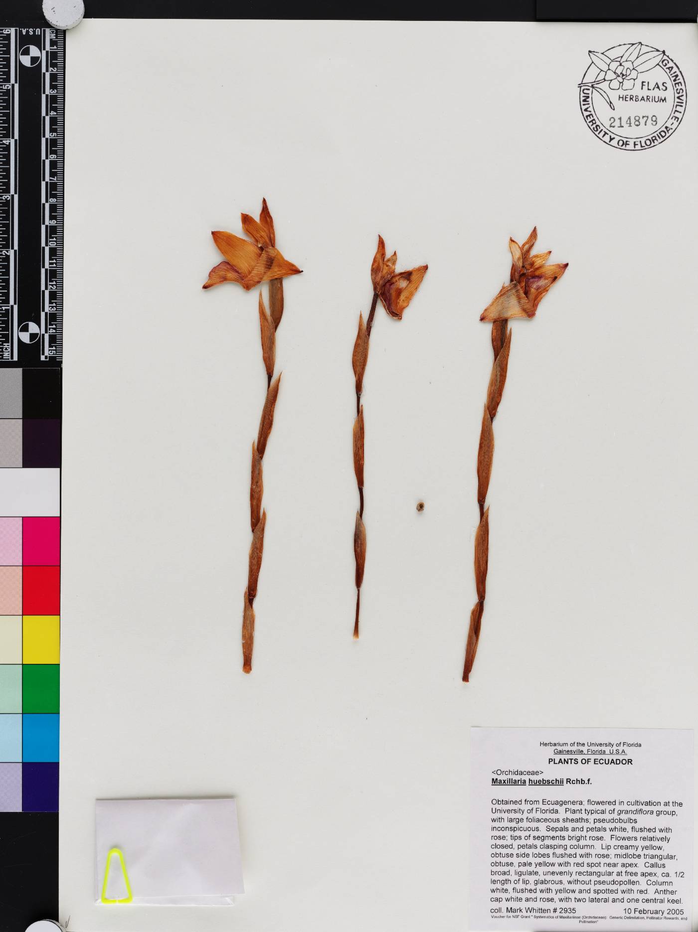 Maxillaria huebschii image