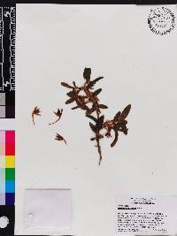 Maxillaria lankesteri image