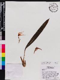 Maxillaria longipes image