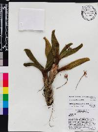 Image of Maxillaria multicaulis