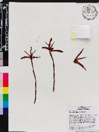 Image of Maxillaria niesseniae