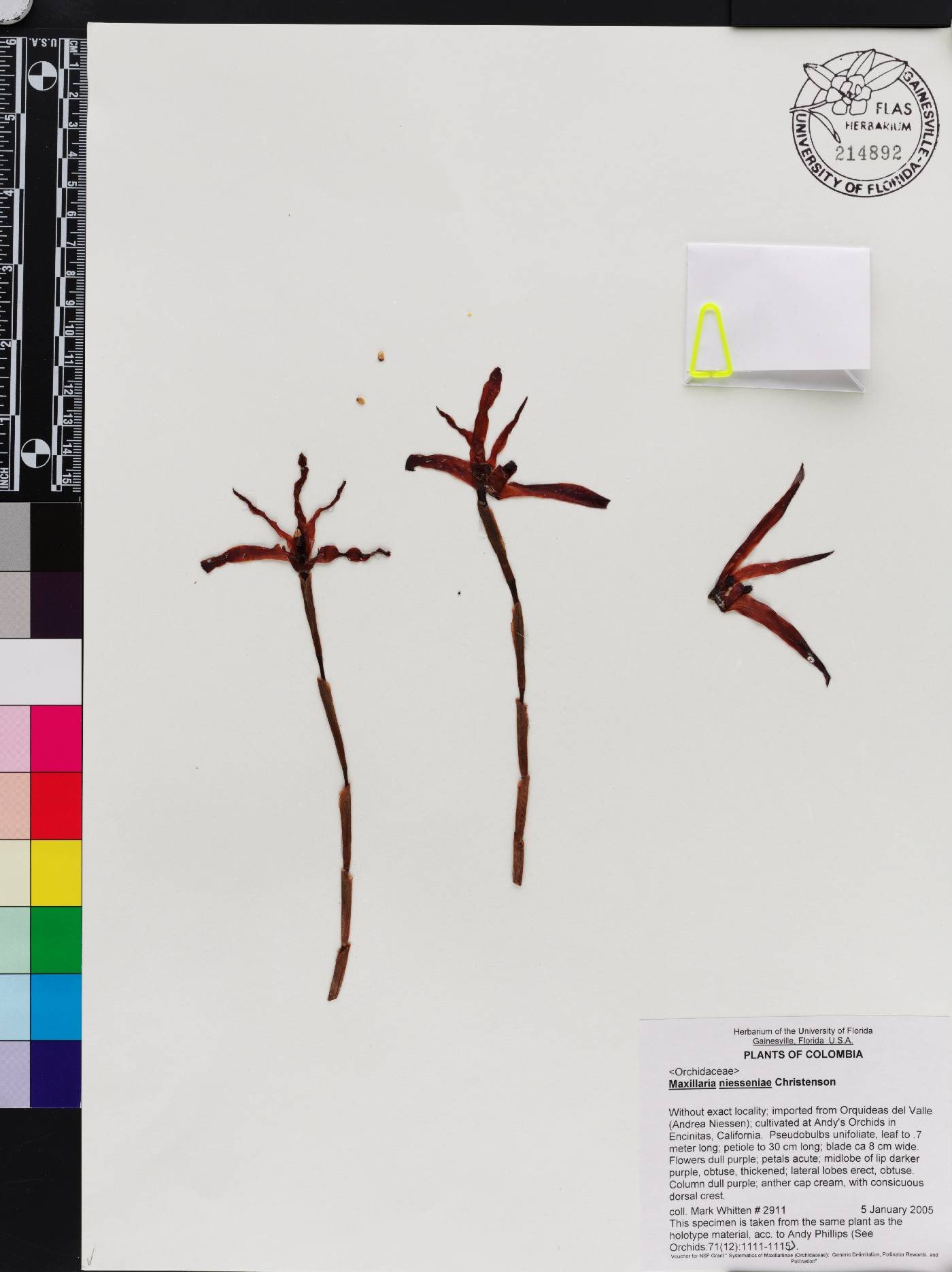 Maxillaria niesseniae image