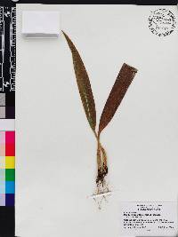 Maxillaria sanantonioensis image