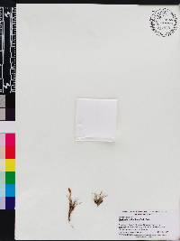 Maxillaria neowiedii image