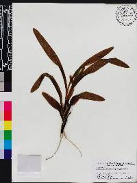 Image of Maxillaria frontinoensis