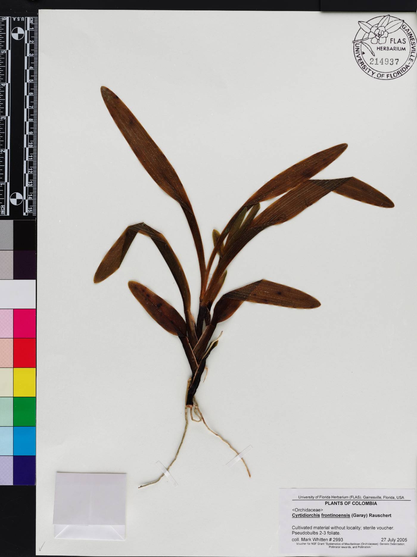 Maxillaria frontinoensis image