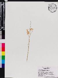 Oncidium iricolor image