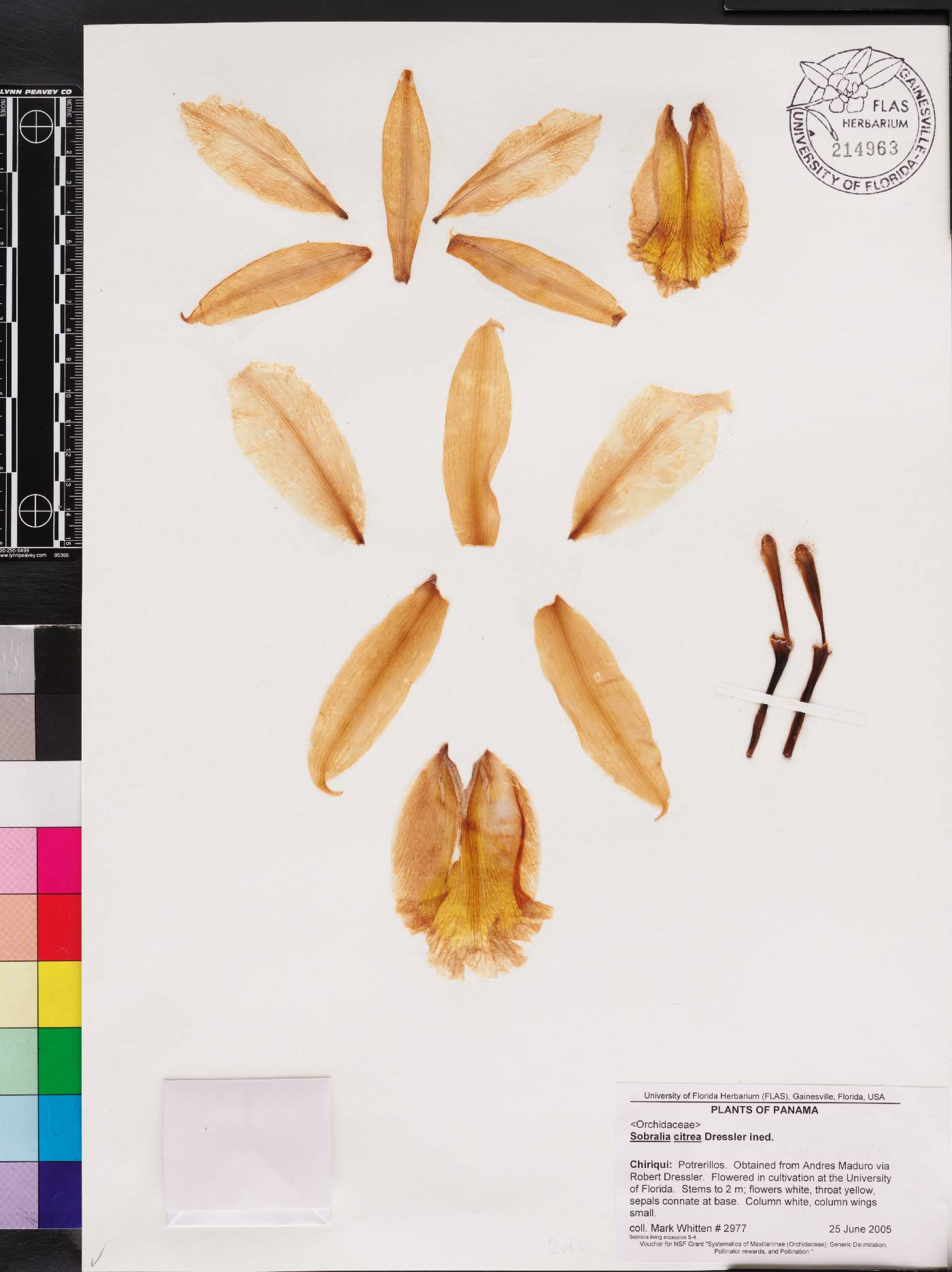 Sobralia citrea image