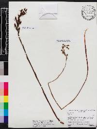 Image of Pterichis pauciflora