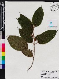 Miconia crenata image