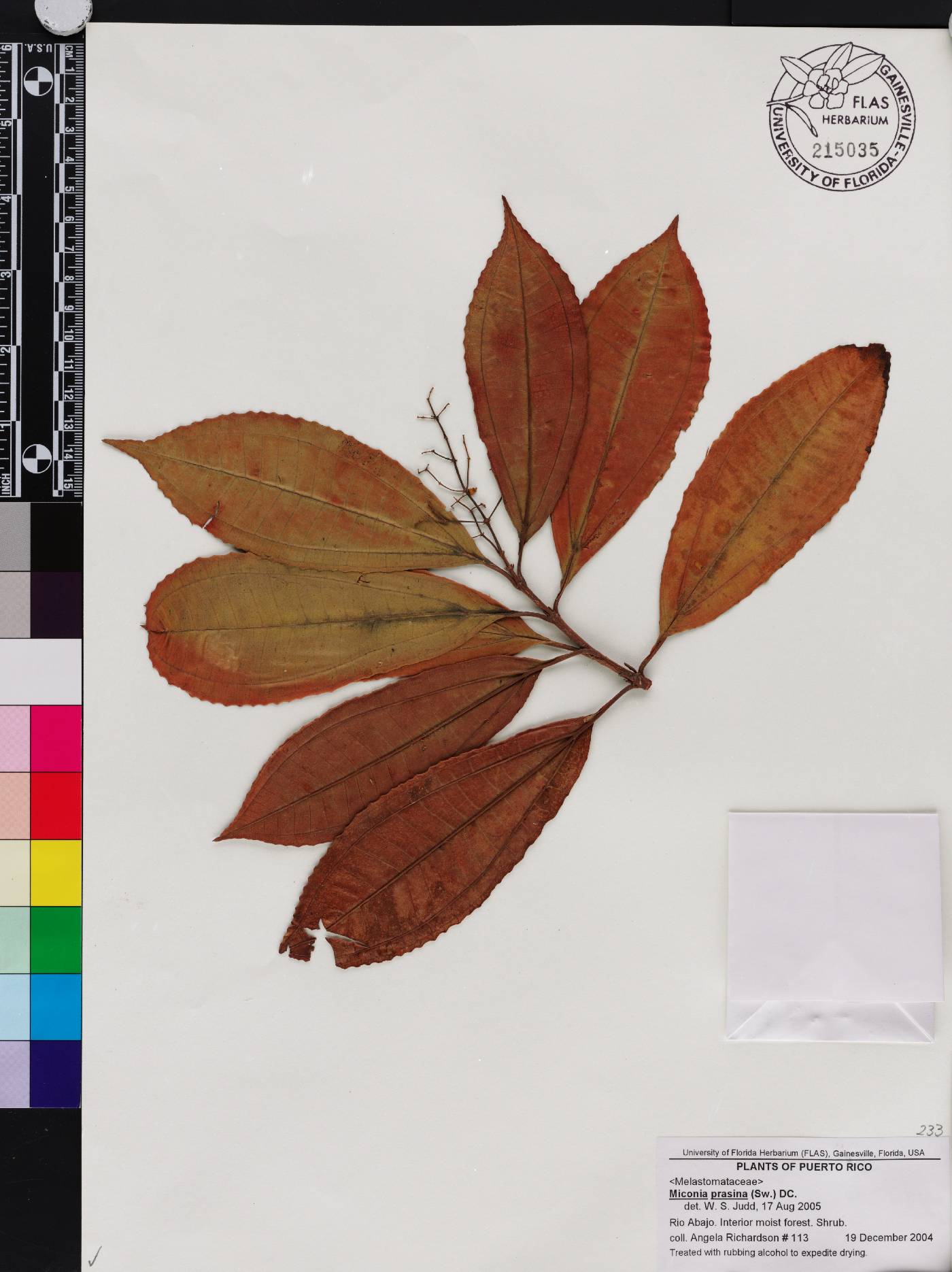 Miconia prasina image