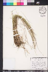 Aristida stricta image