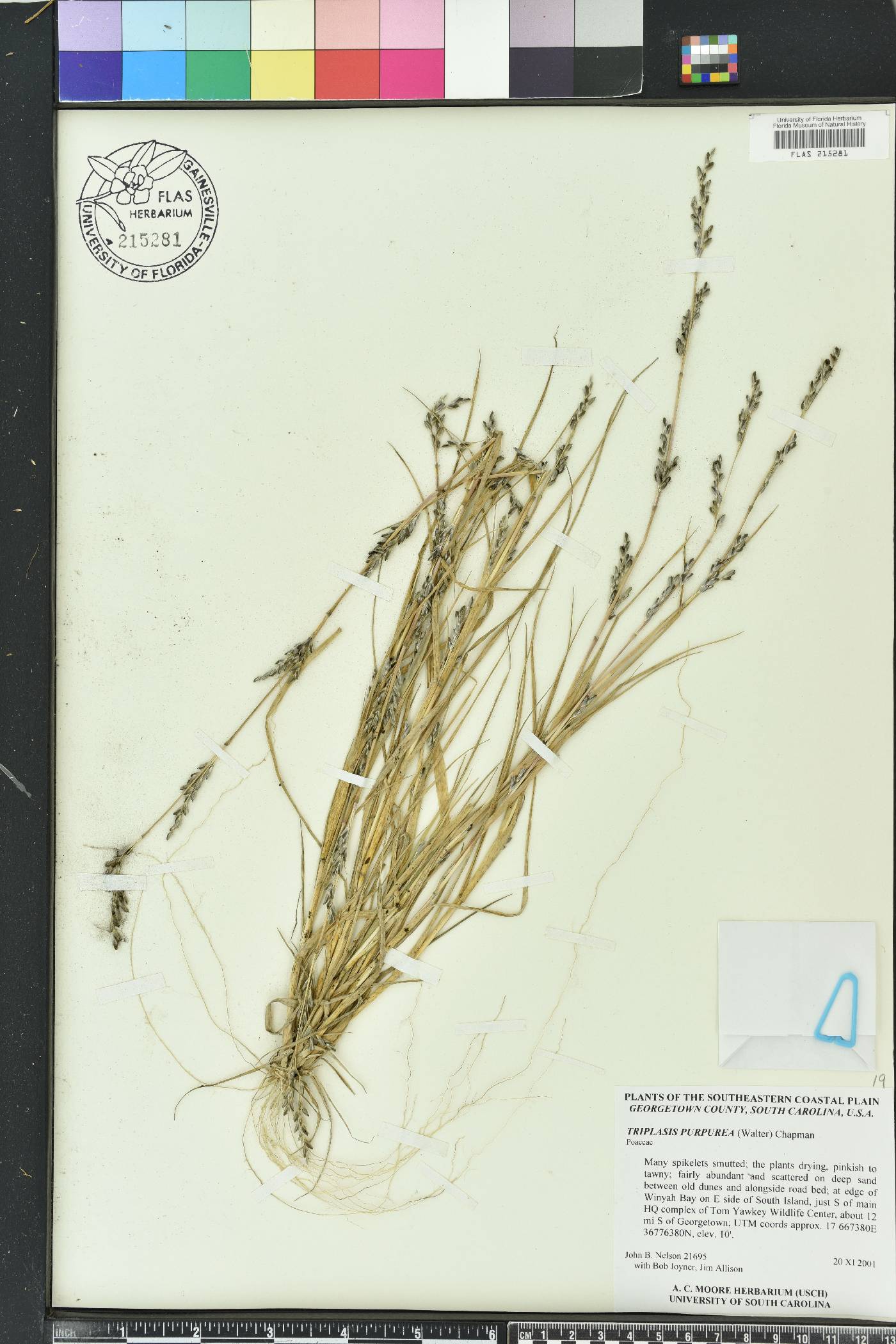 Triplasis purpurea image