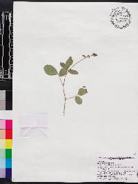 Desmodium incanum image